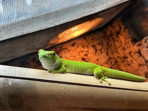 Phelsuma grandis Weibchen