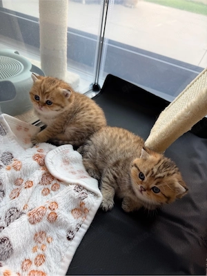 Süße Britisch Kurzhaar (BKH) Kitten