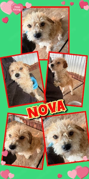 kleine liebe Hündin "Nova" sucht dringend ein liebevolles Zuhause