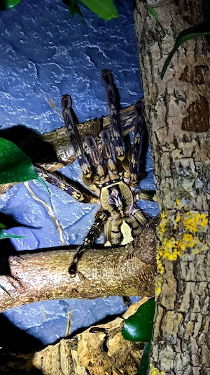 Vogelspinnen Männchen 