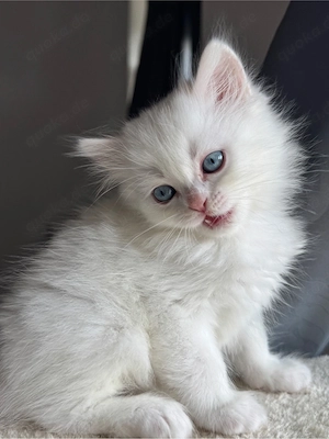 weisse kater 