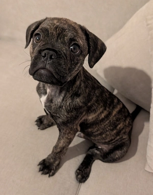 Französische Bulldogge Pointermix Welpe 