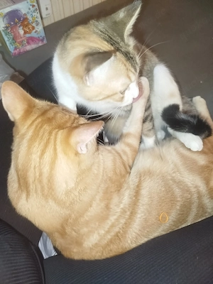 europäische Kurzhaar Katzen 
