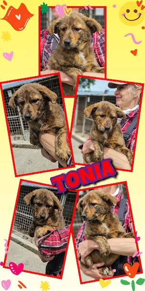wunderschönes Welpenmädchen "Tonia" sucht ein liebevolles Zuhause