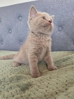 BKH Katze 