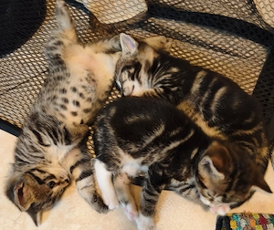 Wunderschöne Kitten suchen ein liebevolles Zuhause