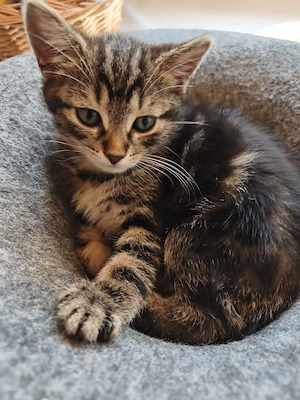 Wunderschöne BKH Kitten suchen ein liebevolles Zuhause