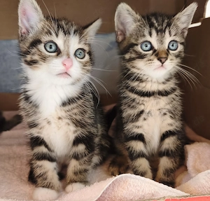 Wunderschöne BKH Kitten suchen ein liebevolles Zuhause