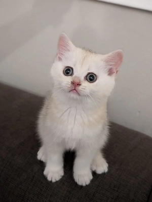 bhk Katzenbabys, süsser kater , Goldweiß 