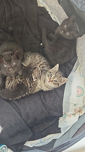 katzen kitten