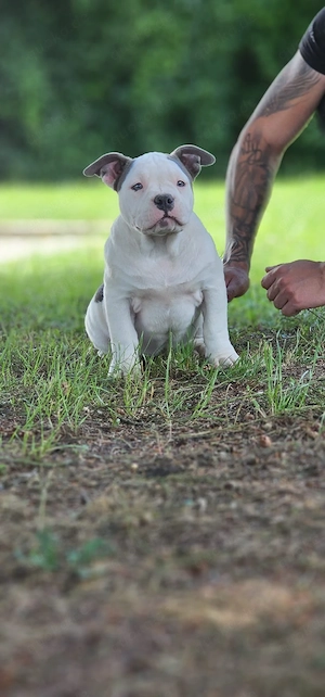 American Pocket Bully Welpen( Transport möglich)