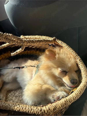 hund sucht ein Zuhause