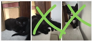 kitten abgabebereit 