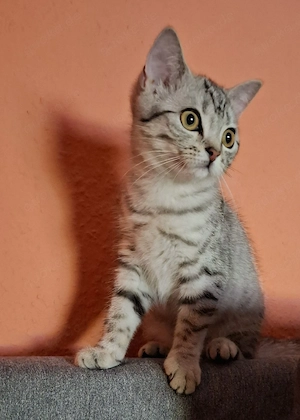 BKH Mädchen (silver tabby) HEUTE 650  