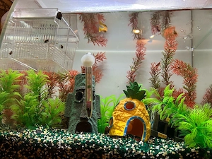 Aquarium 50L