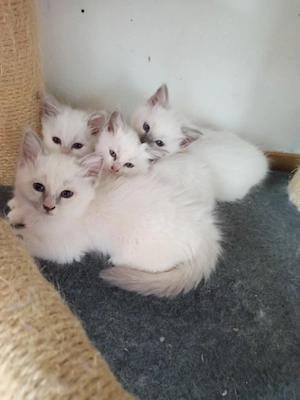 Ragdoll Kitten 