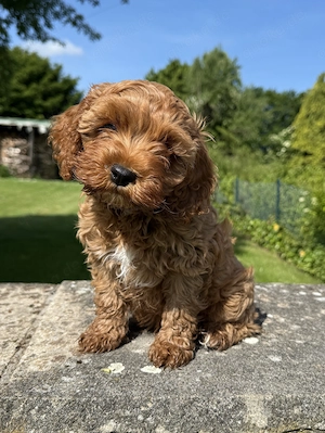 Wunderschöne kleine Cavapoo Welpen in apricot suchen neues Zuhause