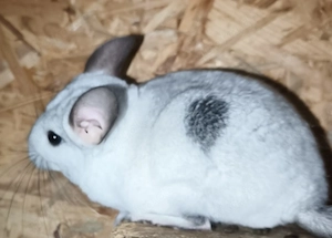 Chinchilla Bock 