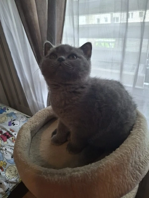 bkh kitten reinrassige Mädchen 