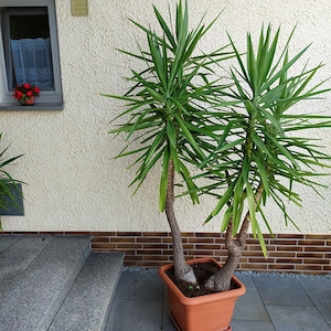 Yuccapalme groß,