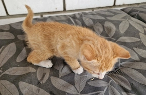 Junge Katzen in liebevolle Hände abzugeben 