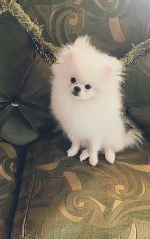 pomeranian Boo Welpen 