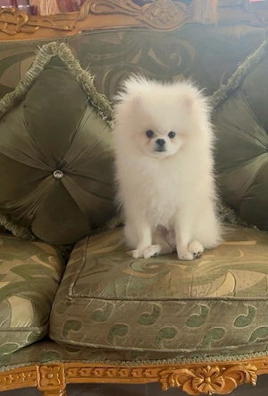 pomeranian welpen koreanisch boo
