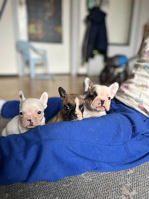 Französische Bulldogge Welpe (Rüde) sucht liebevolles Zuhause 