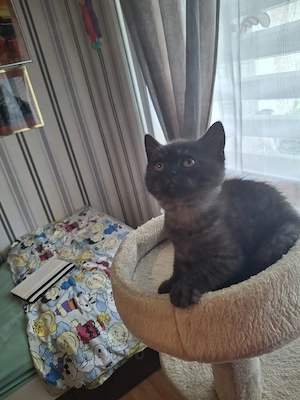 bkh kitten reinrassige Jungen