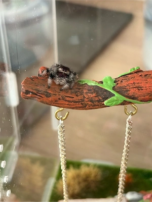 phiddipus redius nordlorida 