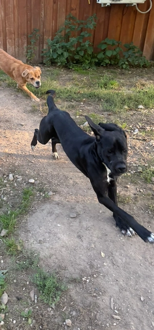Sucht dringend neues Zuhause fast 3 Jahre   bestens sozialisiert.