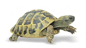 Wer verschenkt Schildkröte ?