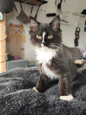 Türkisch Angora-Balinese mix kitten