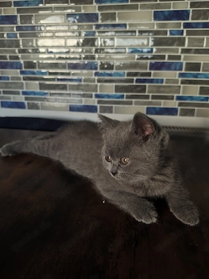 Schön Baby Katze Junge 