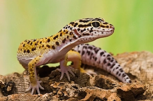 Wunderschöner Leopardgecko