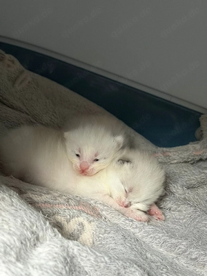 Baby-kitten ab Anfang August 