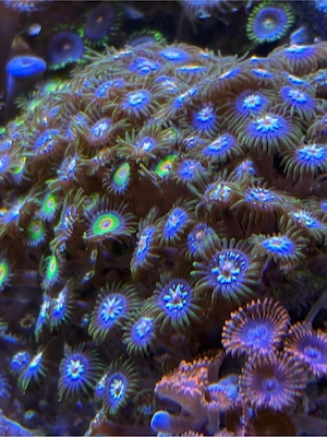 zoanthus meerwasser korallen 