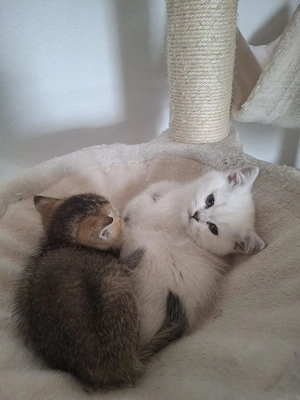  BKH Kitten zu verkaufen