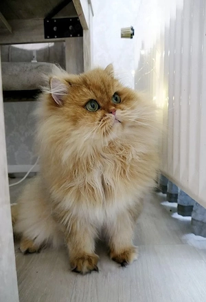 BLH kater (nicht kastriert) mit deckerfahrung BG A