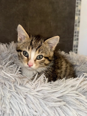Kleine Katze abzugeben