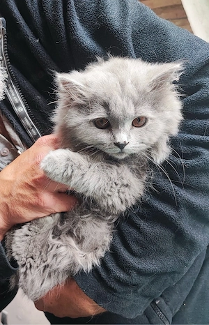 Britisch Kurzhaar (BKH) Kitten suchen ein liebevolles Zuhause   