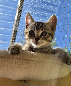 Bildschöne Bengal   Bkh-Siam Mix Kitten