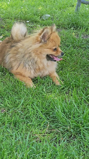 Pomeranian   Zwergspitz Hündin   unsere  Sunny  sucht ein liebevolles Zuhause   