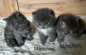 Zuckersüße BLH-Kitten