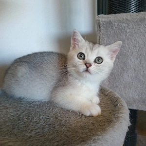 BKH Britisch Kurzhaar Kitten 