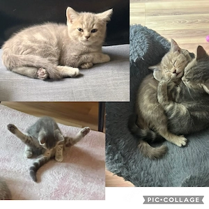 BKH Kitten