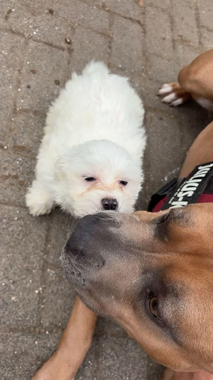 Maltipom Welpen Malteser Pomeranian 