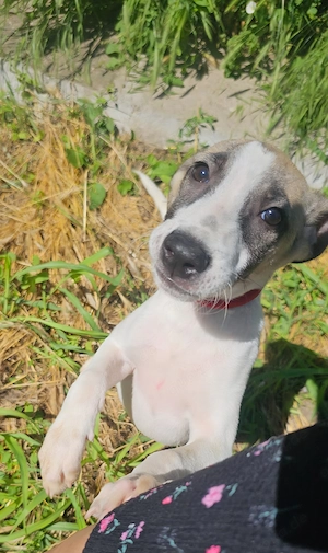 Lucky, 4 Monate, wird ca. 50 cm