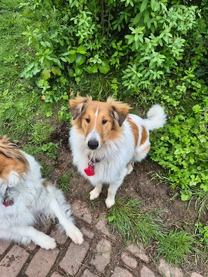Erzieher für kleine Colliewelpen gesucht