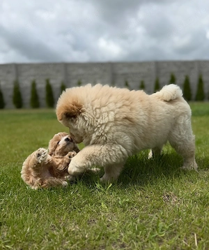Chow-chow Welpe